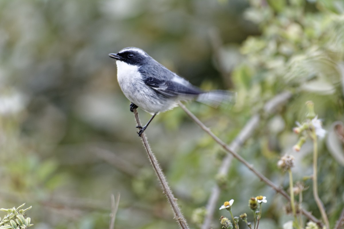 Gray Bushchat - ML511130801