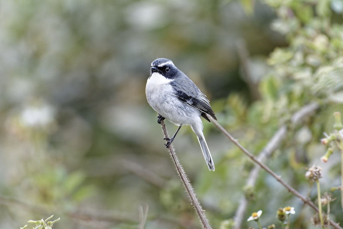 Gray Bushchat - ML511130811