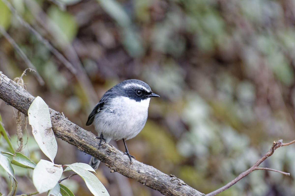Gray Bushchat - ML511130821