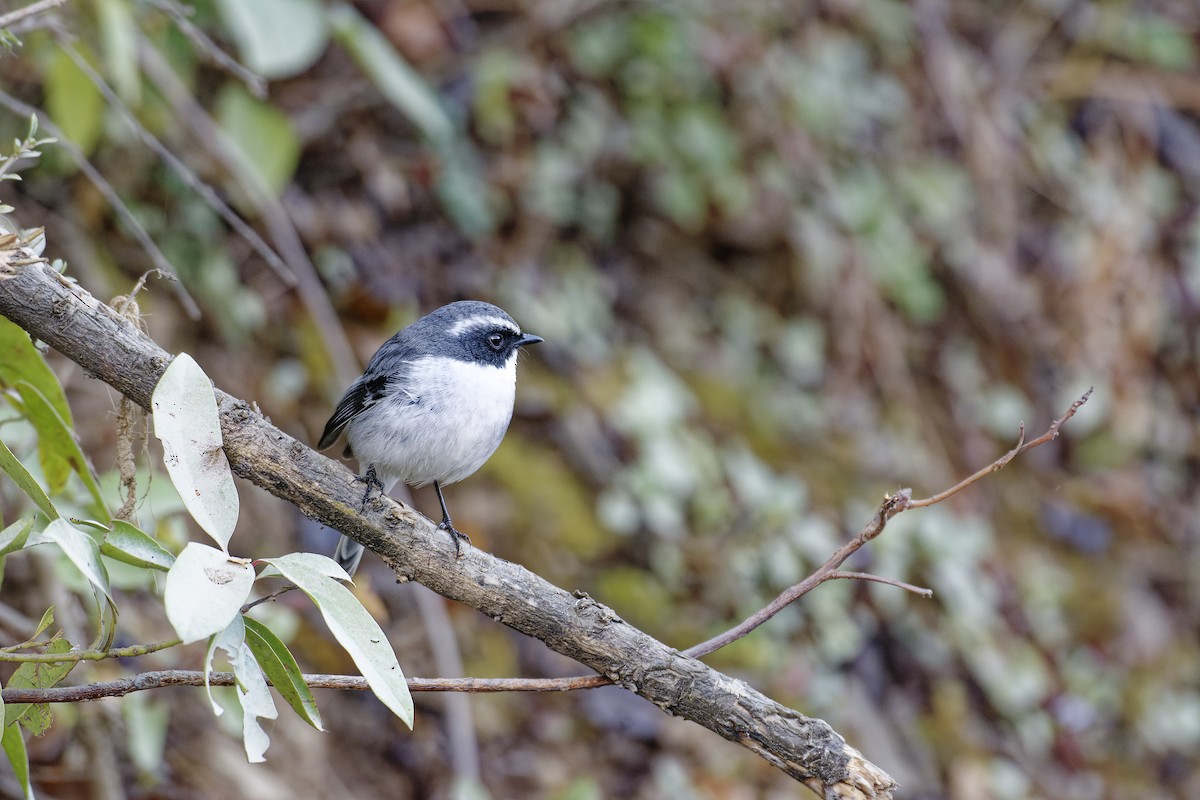 Gray Bushchat - ML511130831