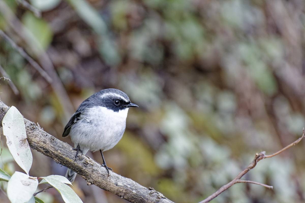Gray Bushchat - ML511130841