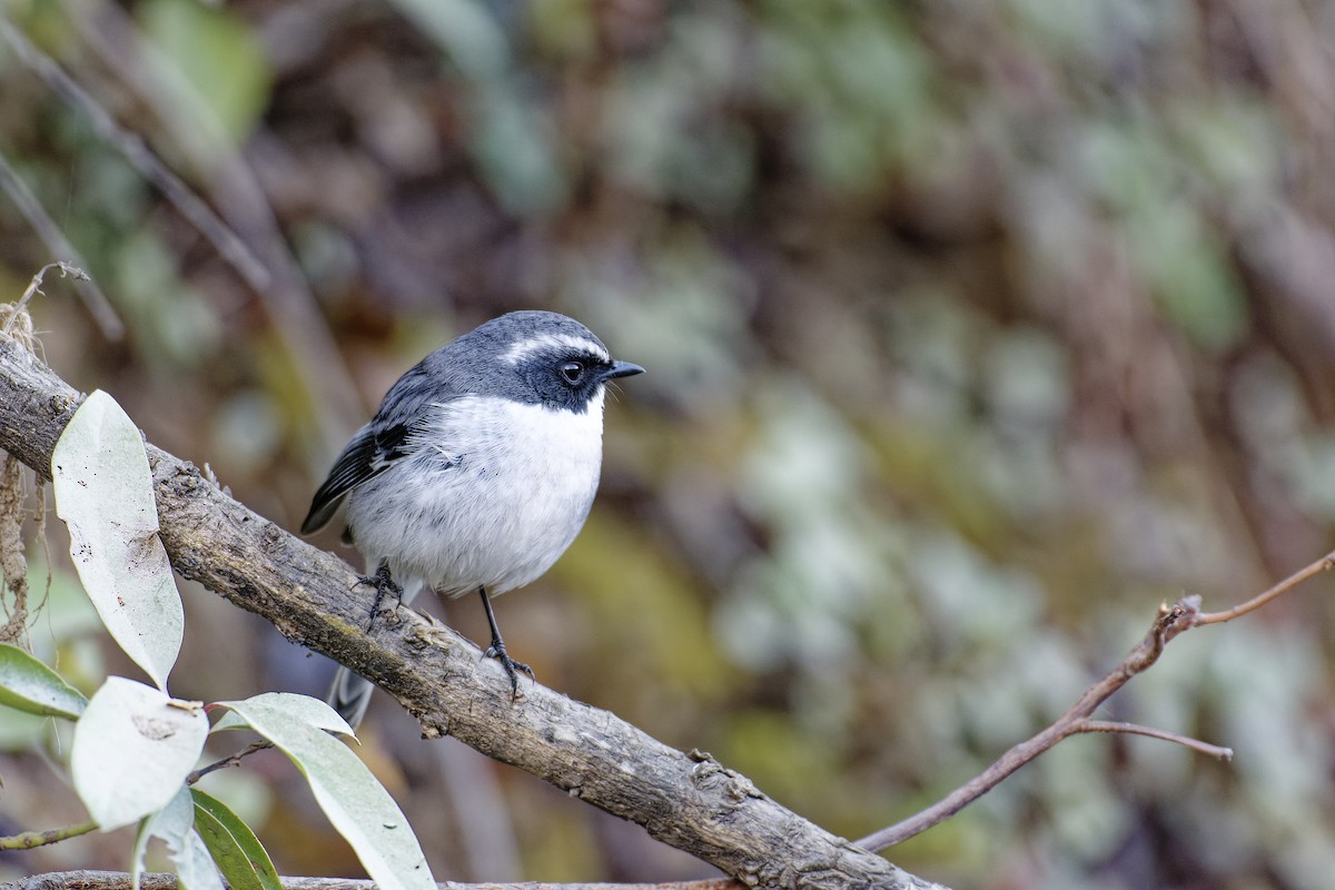 Gray Bushchat - ML511130851