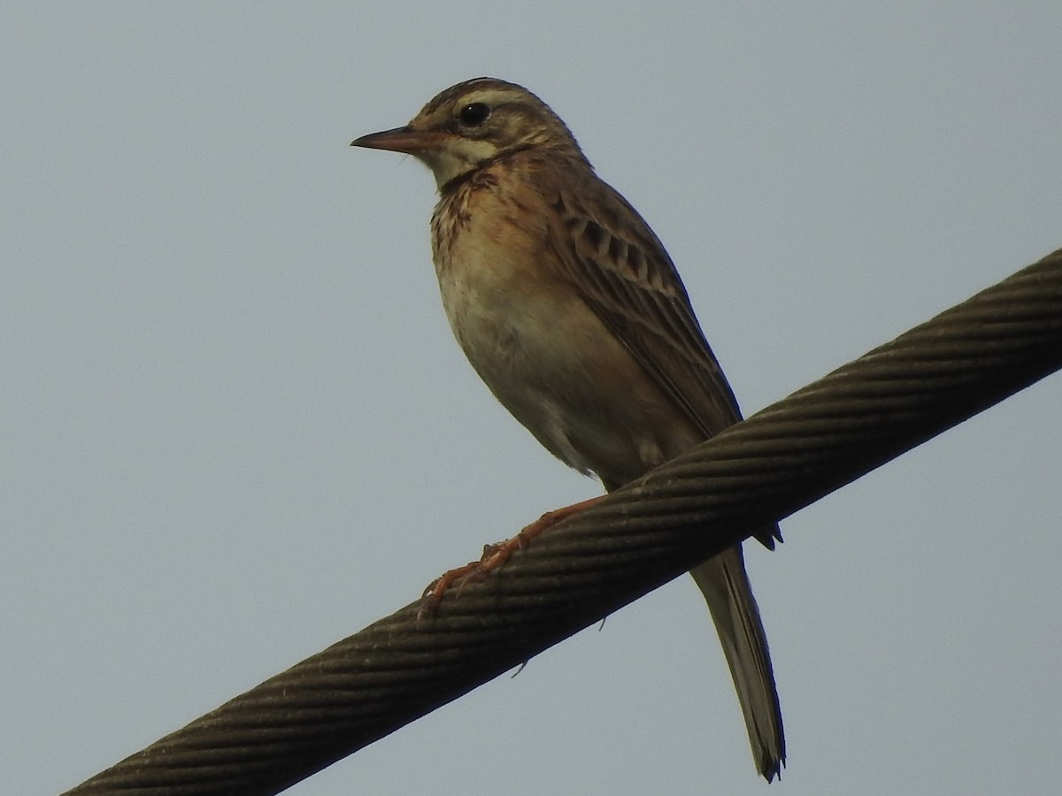 Blyth's Pipit - ML511130981