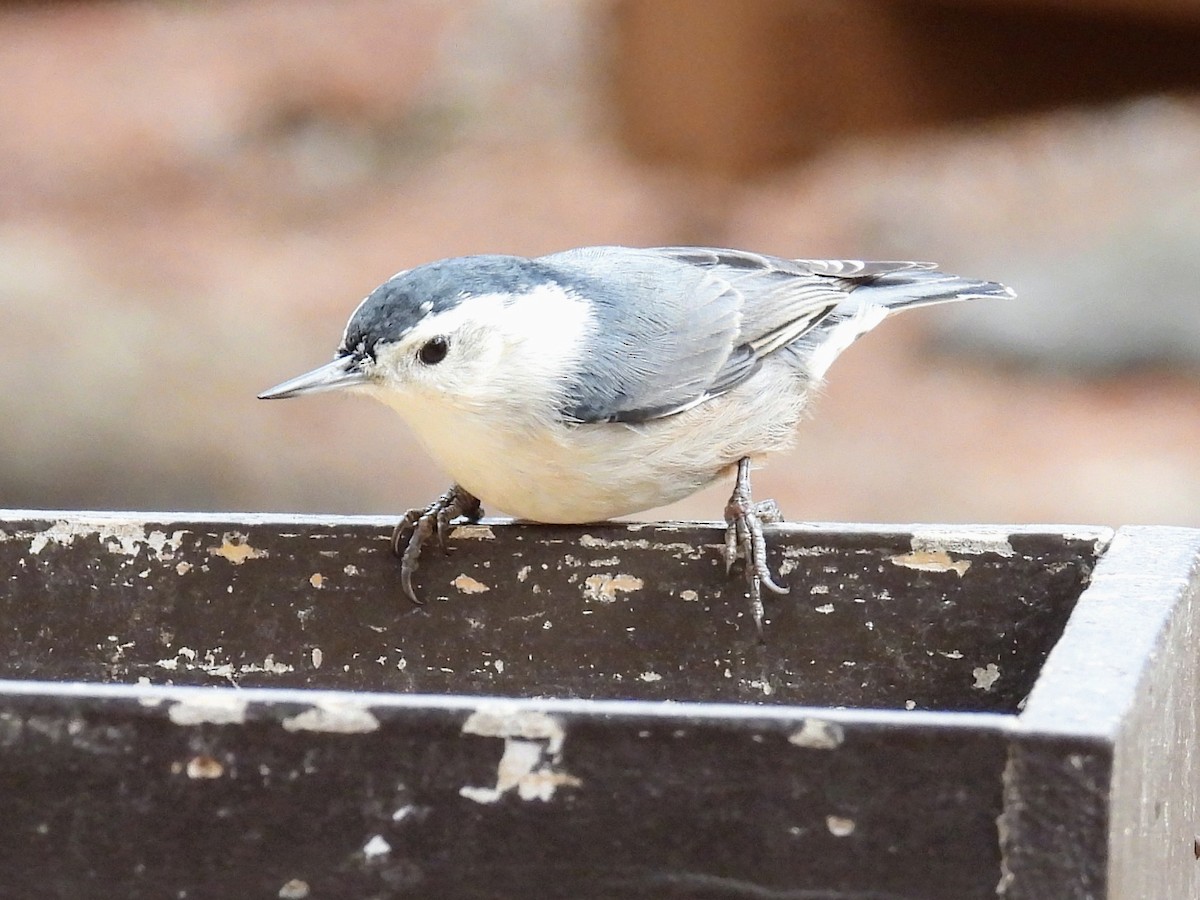 White-breasted Nuthatch - ML511131051