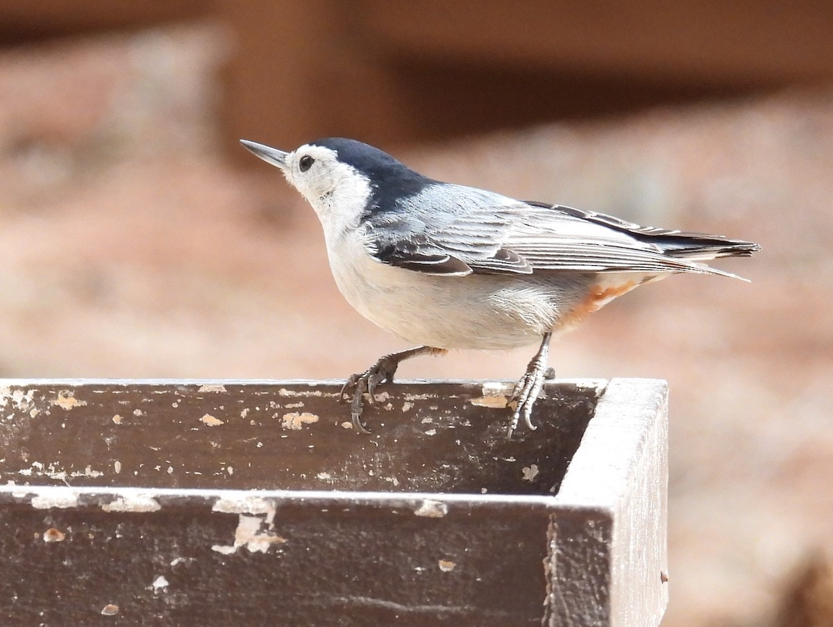 White-breasted Nuthatch - ML511131061