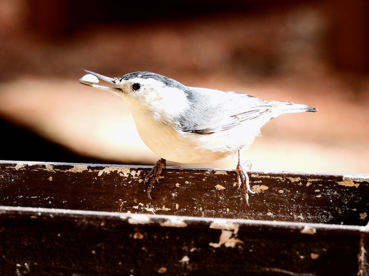 White-breasted Nuthatch - ML511131071