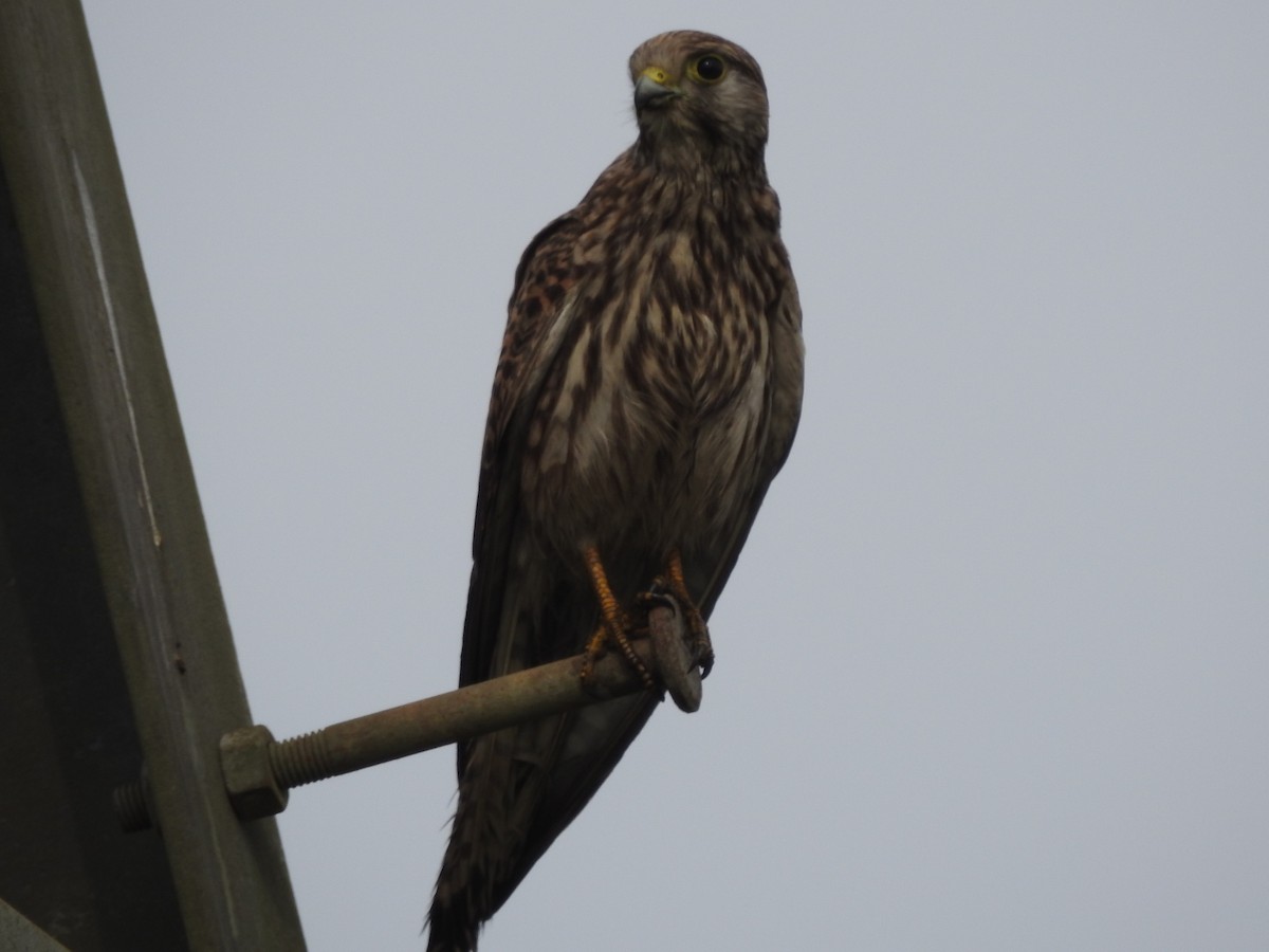 Eurasian Kestrel - ML511131301