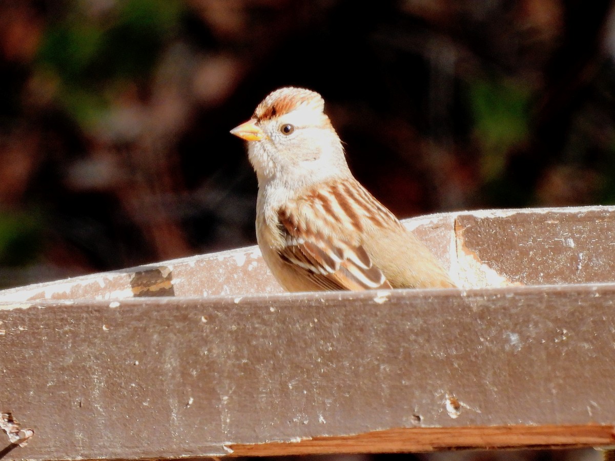 White-crowned Sparrow - ML511131341