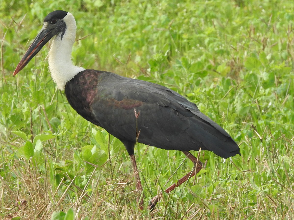 Asian Woolly-necked Stork - ML511131681