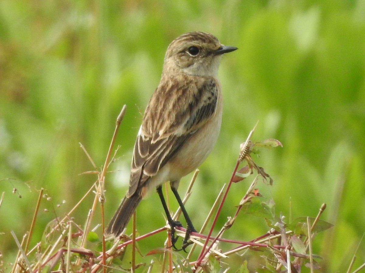 Siberian Stonechat - Mohanan Choron