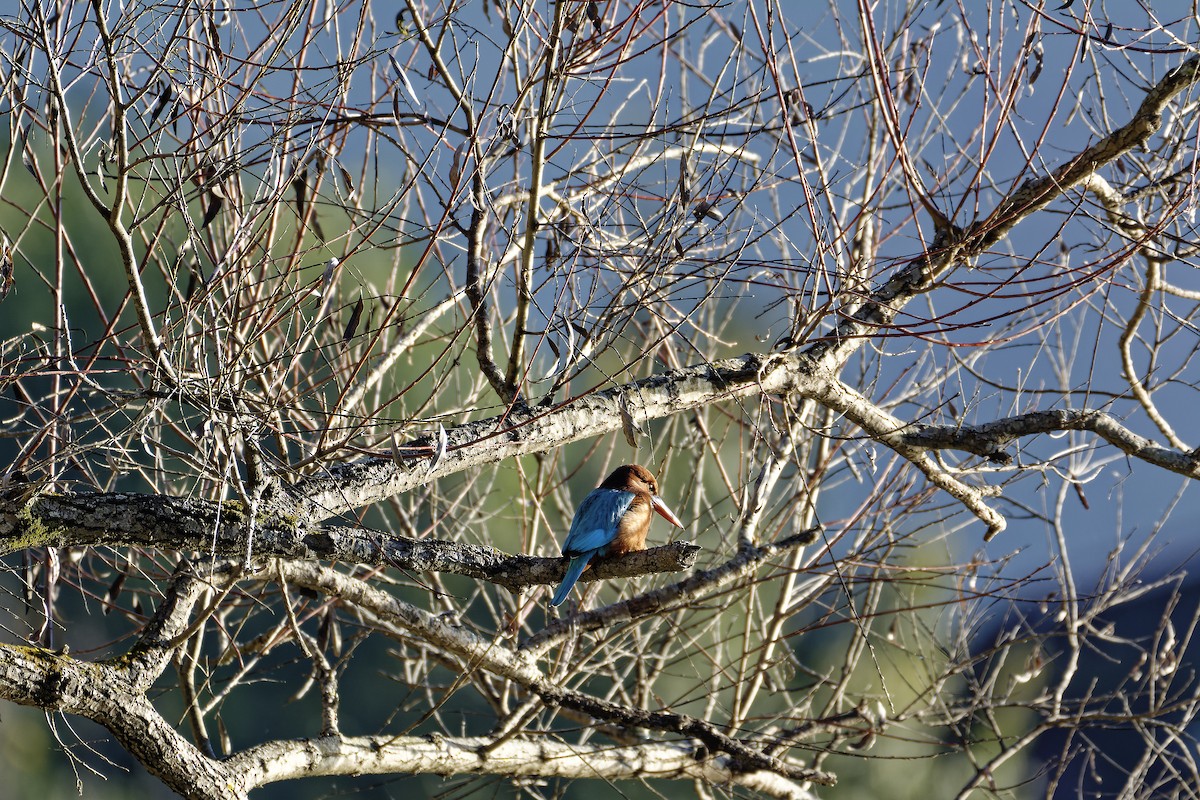 White-throated Kingfisher - ML511132061