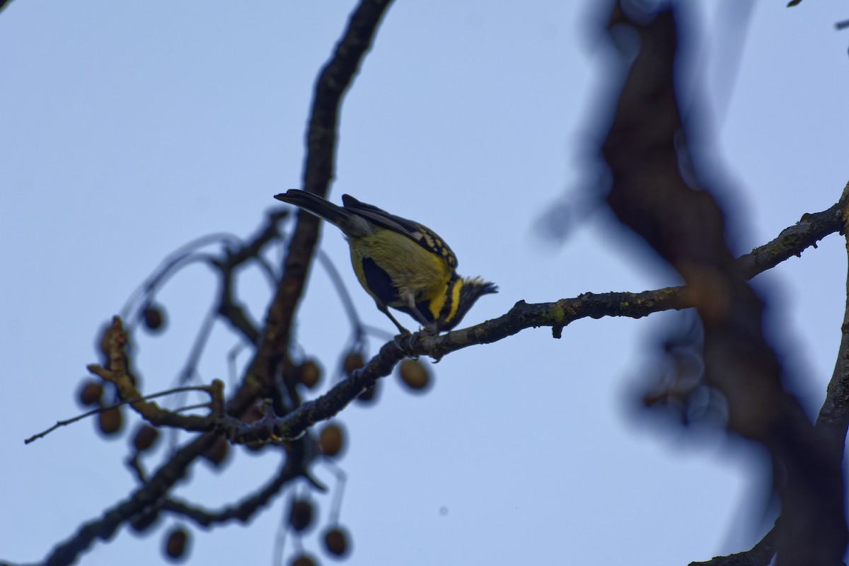 Himalayan Black-lored Tit - ML511132081
