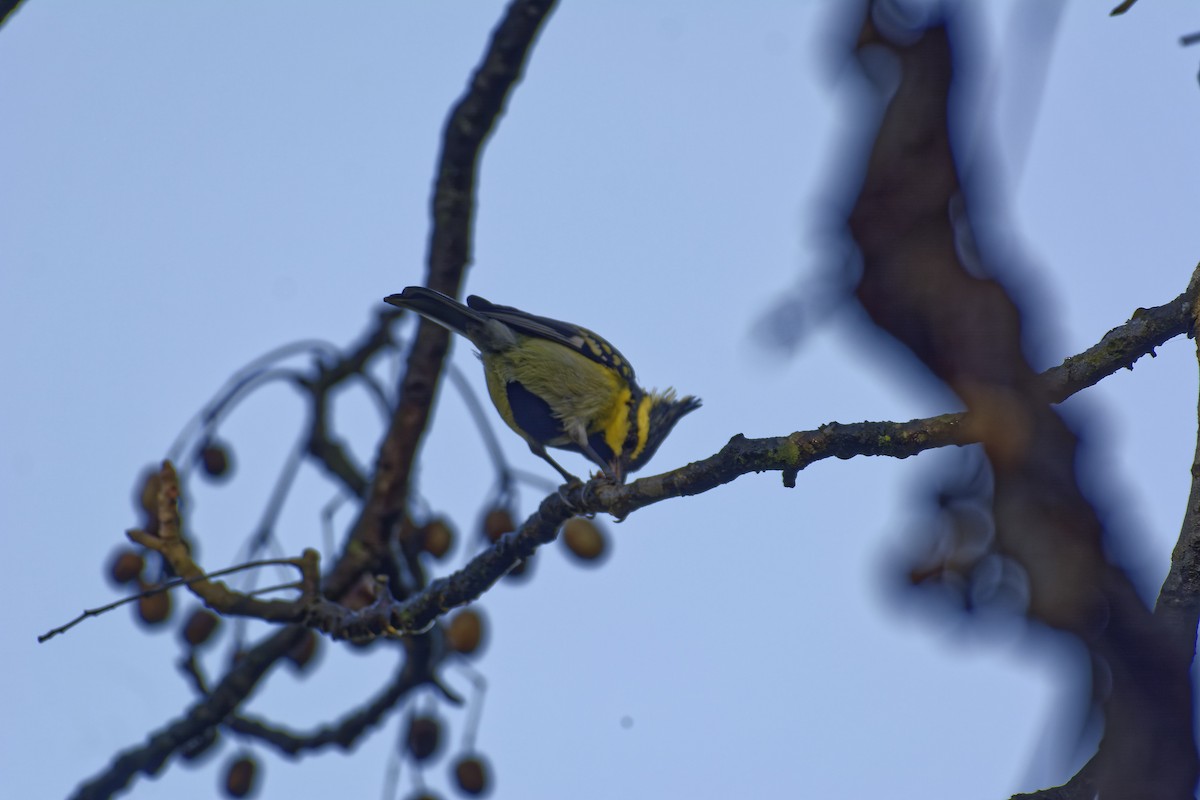 Himalayan Black-lored Tit - ML511132091