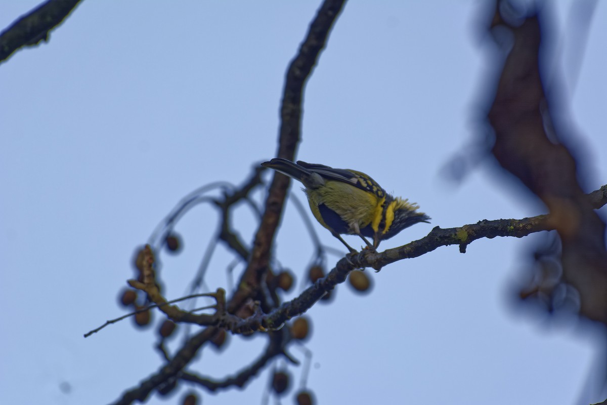 Himalayan Black-lored Tit - ML511132101