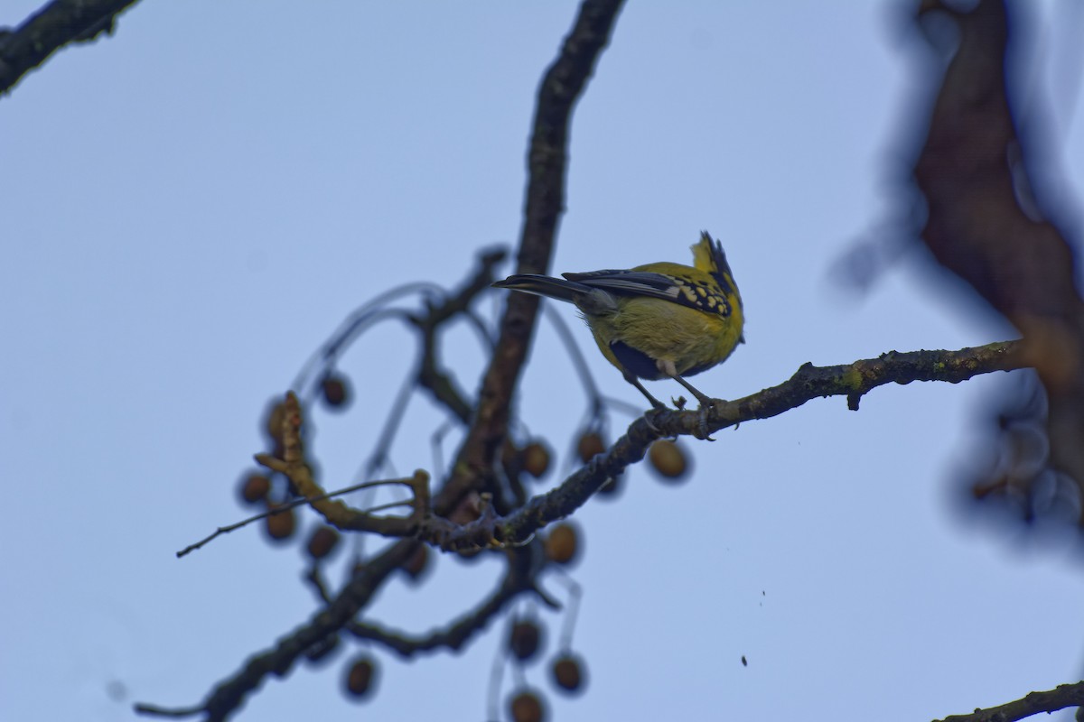 Himalayan Black-lored Tit - ML511132111