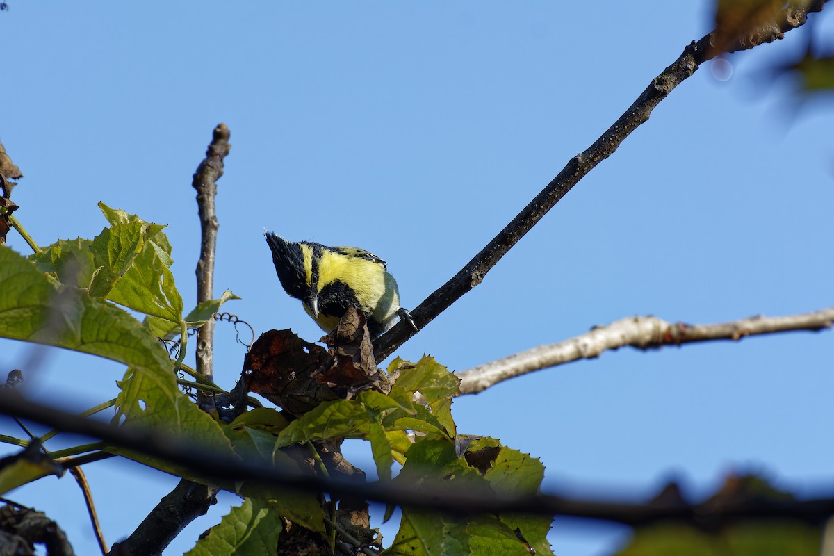 Himalayan Black-lored Tit - ML511132121