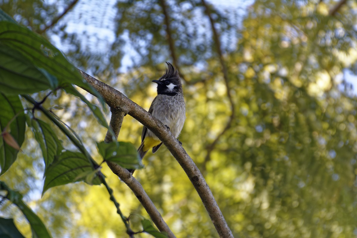 Himalayan Bulbul - ML511132231