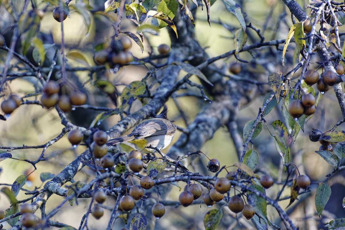 Himalayan Bulbul - ML511132241