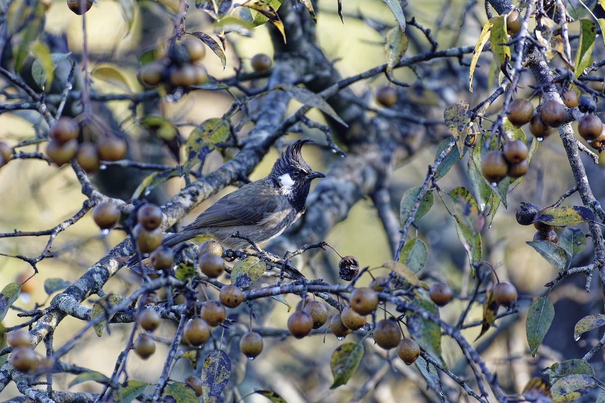 Himalayan Bulbul - ML511132251