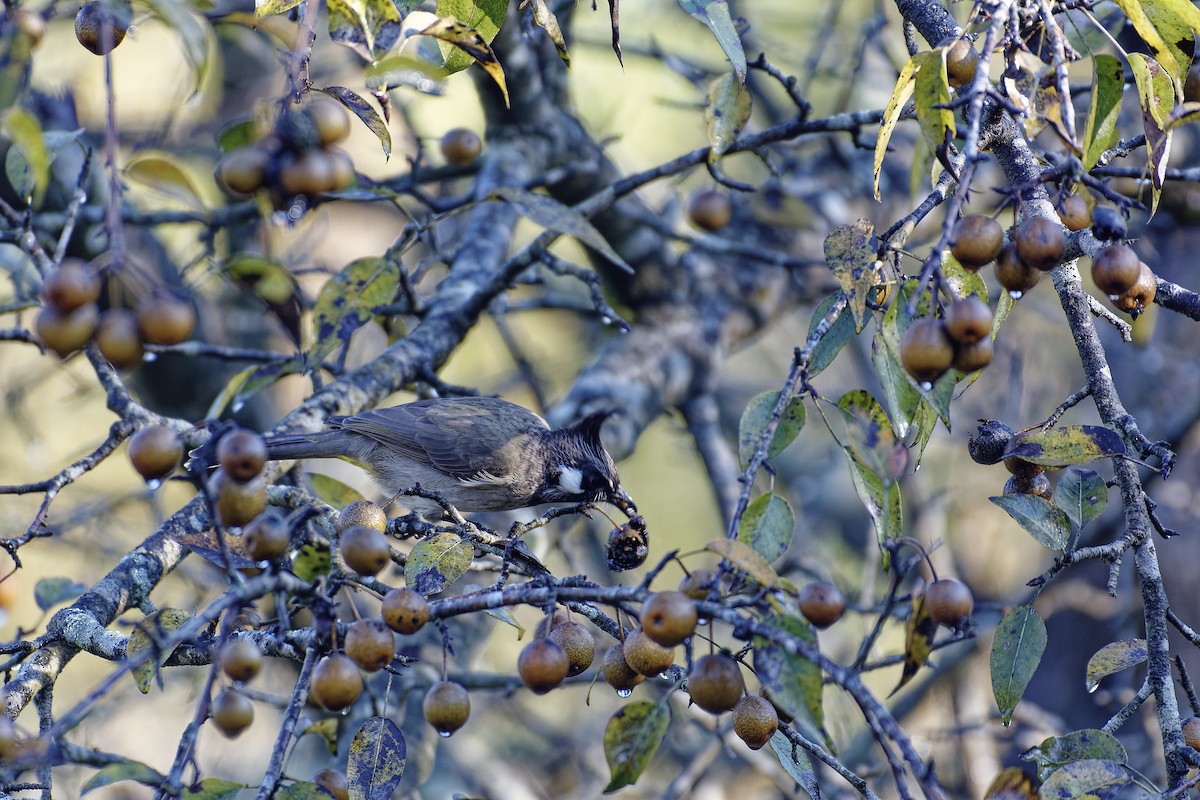Himalayan Bulbul - ML511132261
