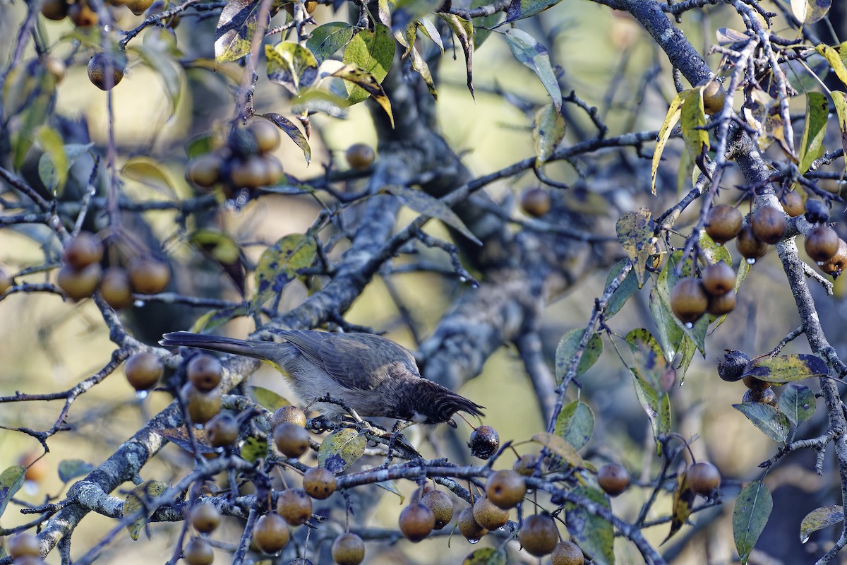 Himalayan Bulbul - ML511132271