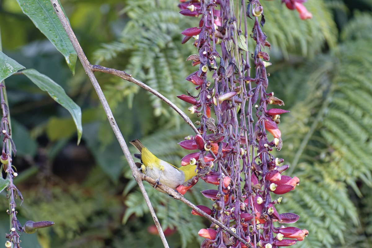 Indian White-eye - ML511132341