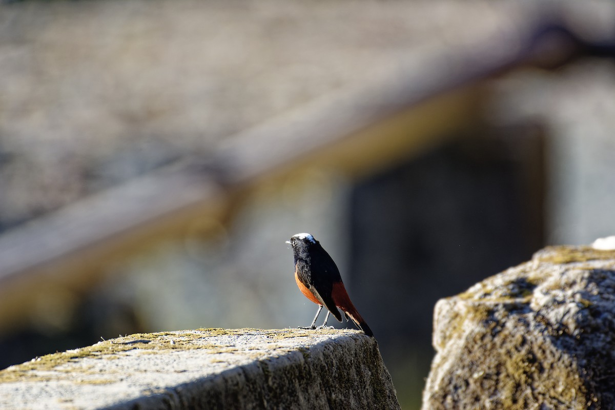 White-capped Redstart - ML511132371