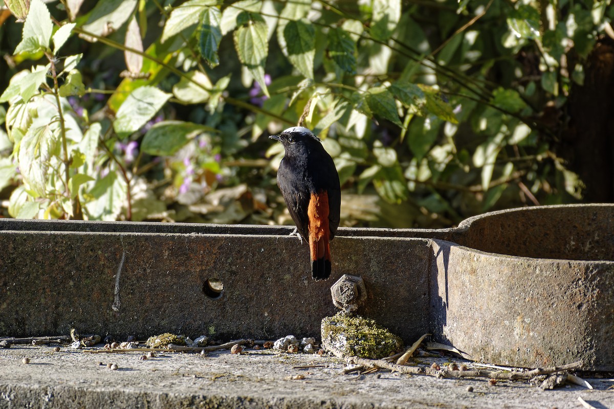 White-capped Redstart - ML511132391