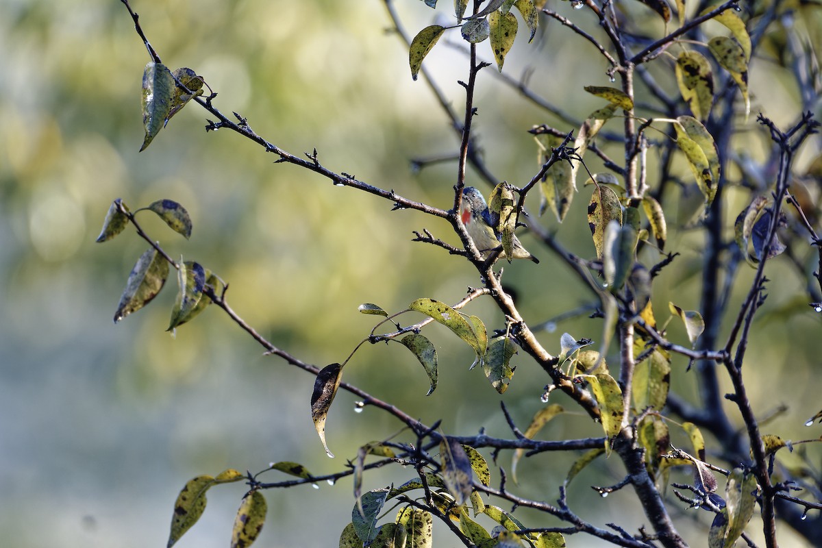 Fire-breasted Flowerpecker - ML511132451