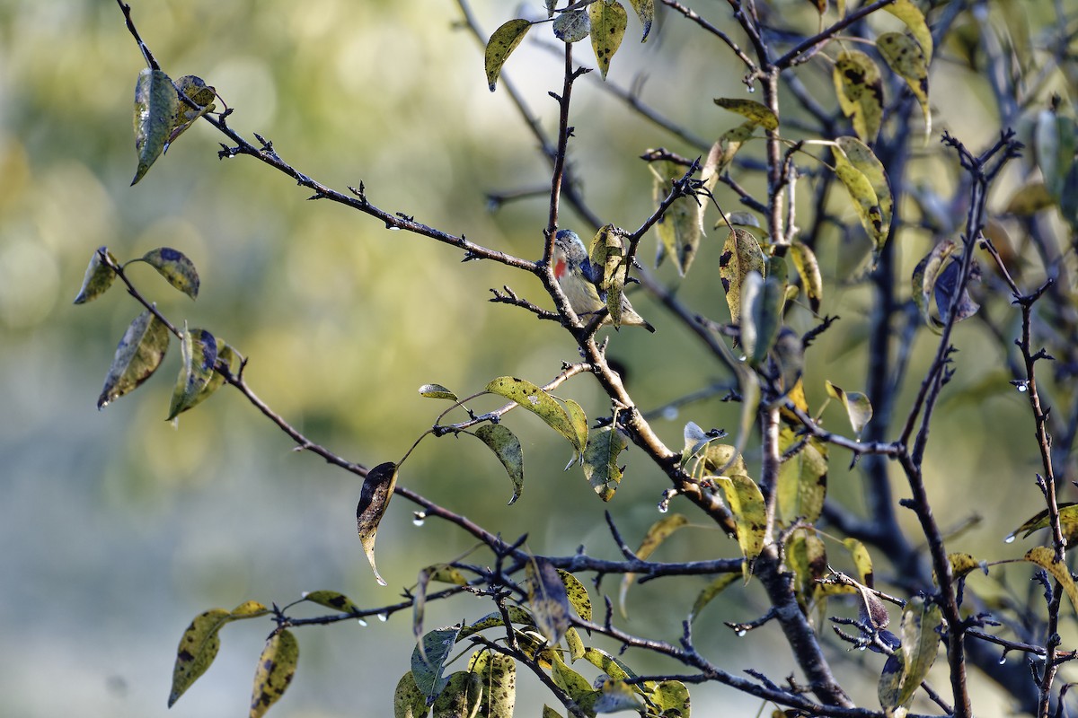 Fire-breasted Flowerpecker - ML511132461