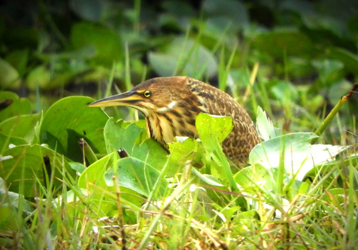 Cinnamon Bittern - ML511132551