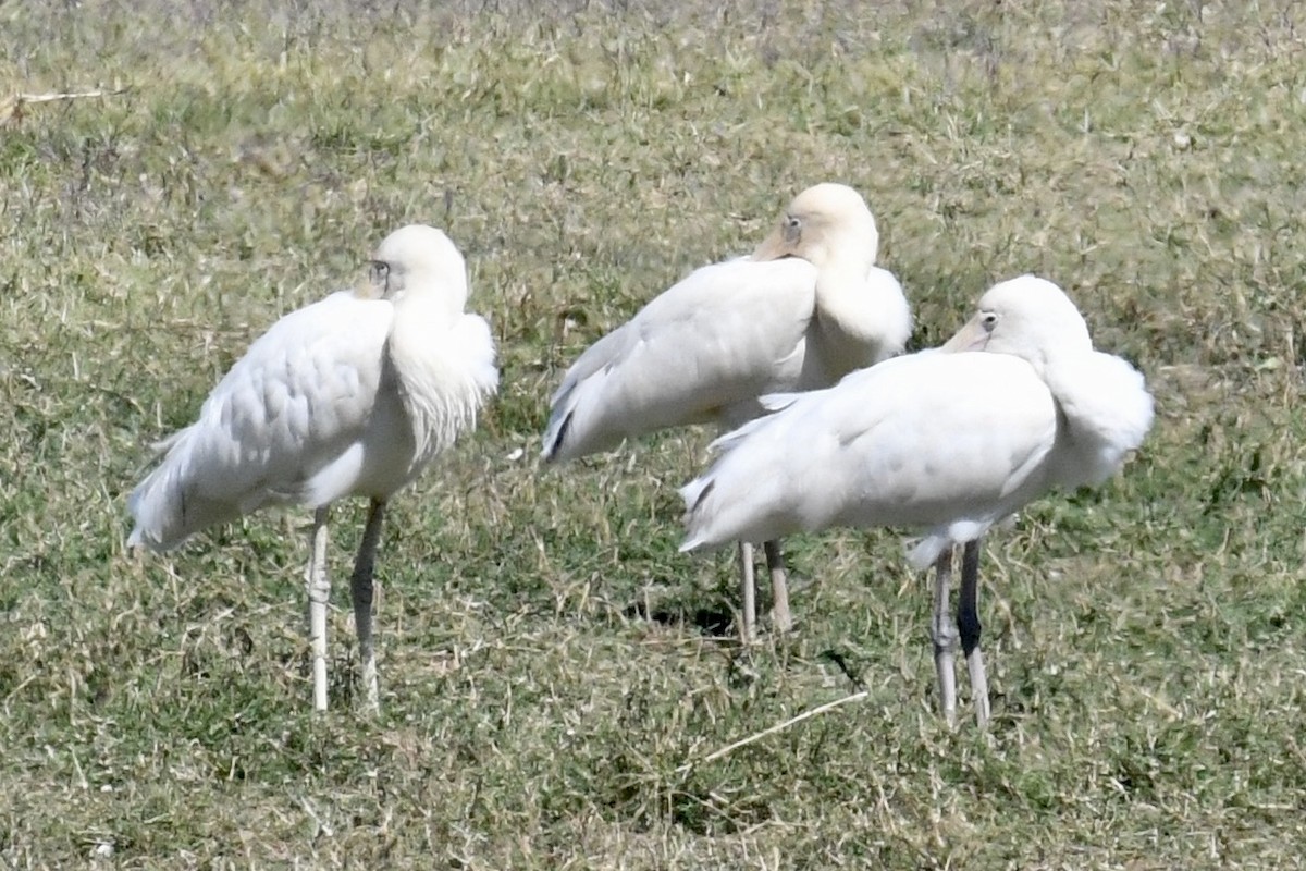Yellow-billed Spoonbill - Russell Waugh