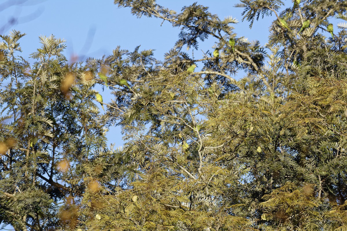 Slaty-headed Parakeet - ML511132671