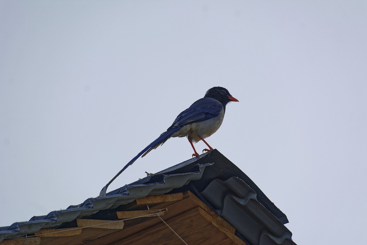 Red-billed Blue-Magpie - ML511132691