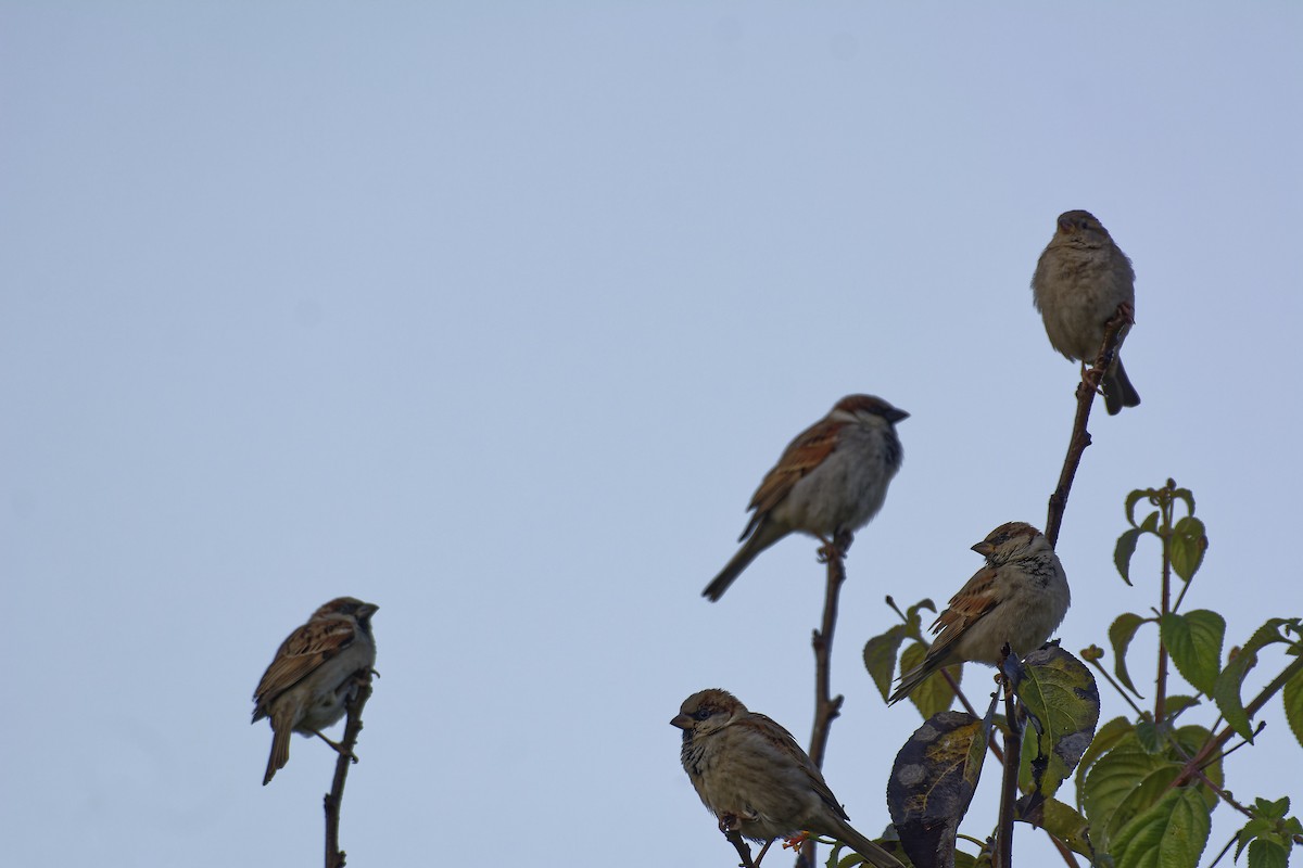 Russet Sparrow - ML511132771