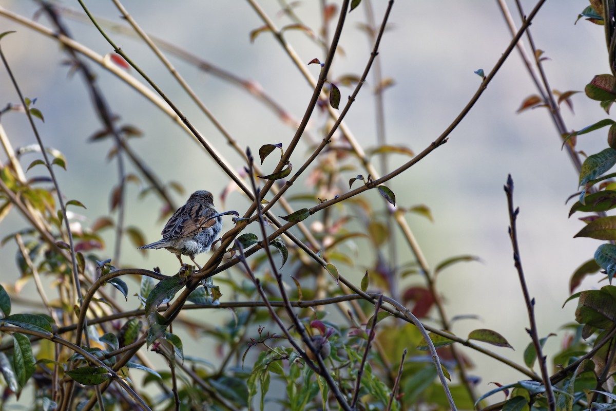 Russet Sparrow - ML511132781