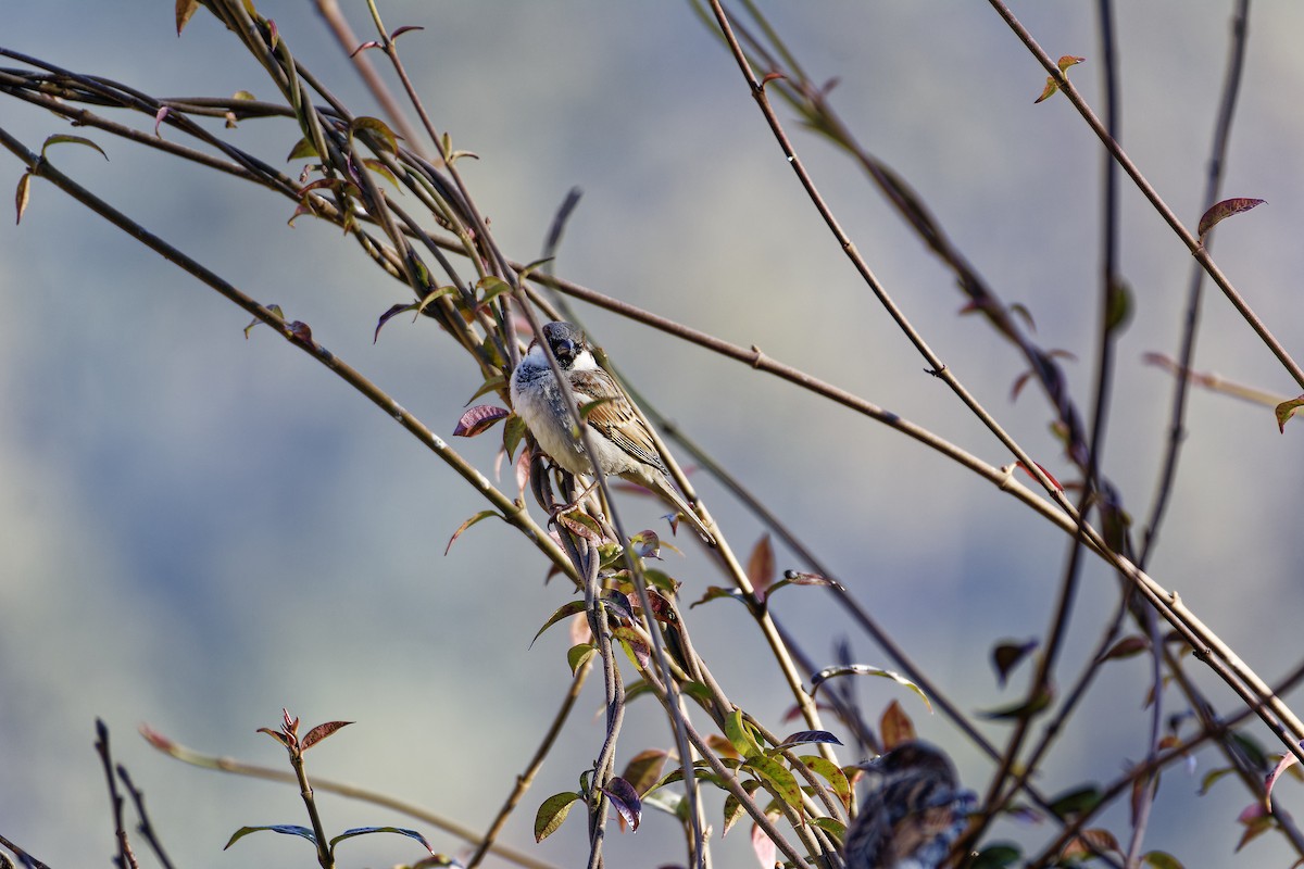 Russet Sparrow - ML511132791