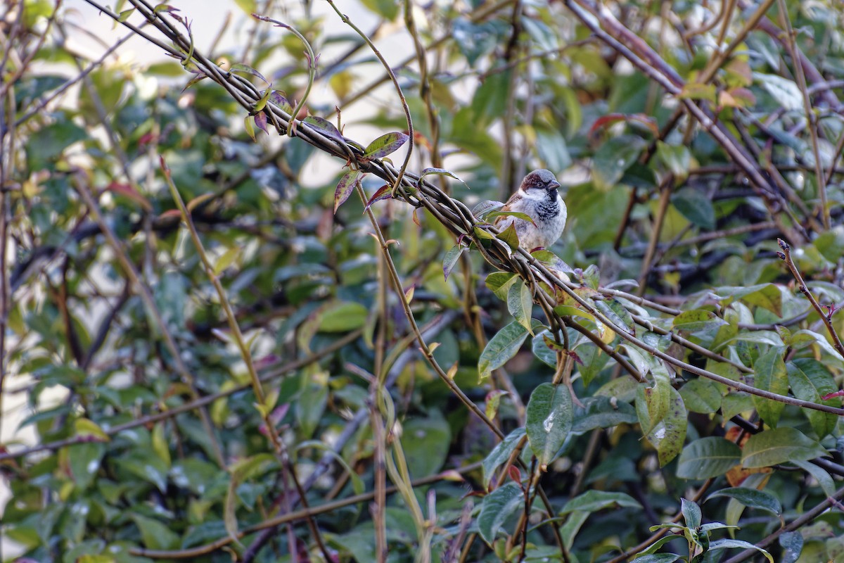 Russet Sparrow - ML511132801