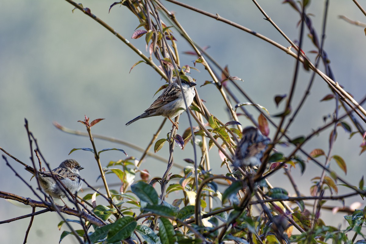 Russet Sparrow - ML511132811