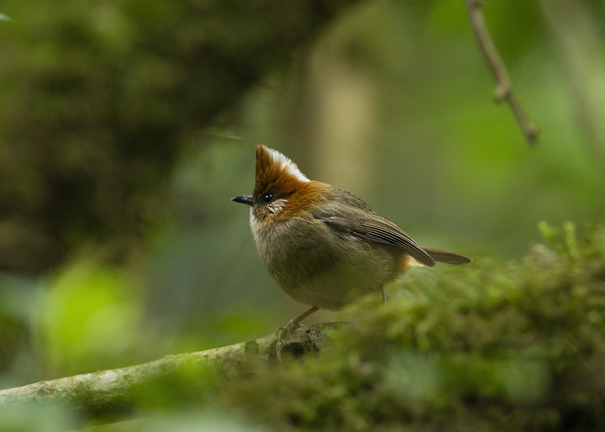 White-naped Yuhina - Solomon Sampath Kumar