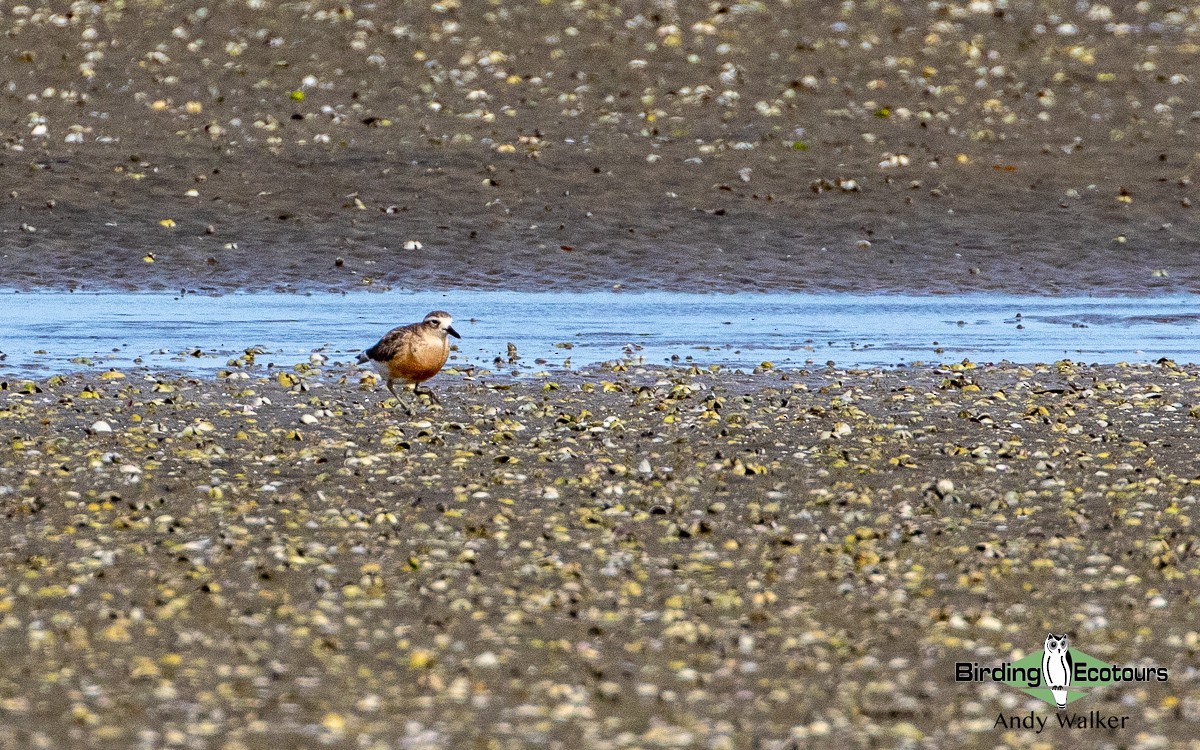 Red-breasted Dotterel - Andy Walker - Birding Ecotours