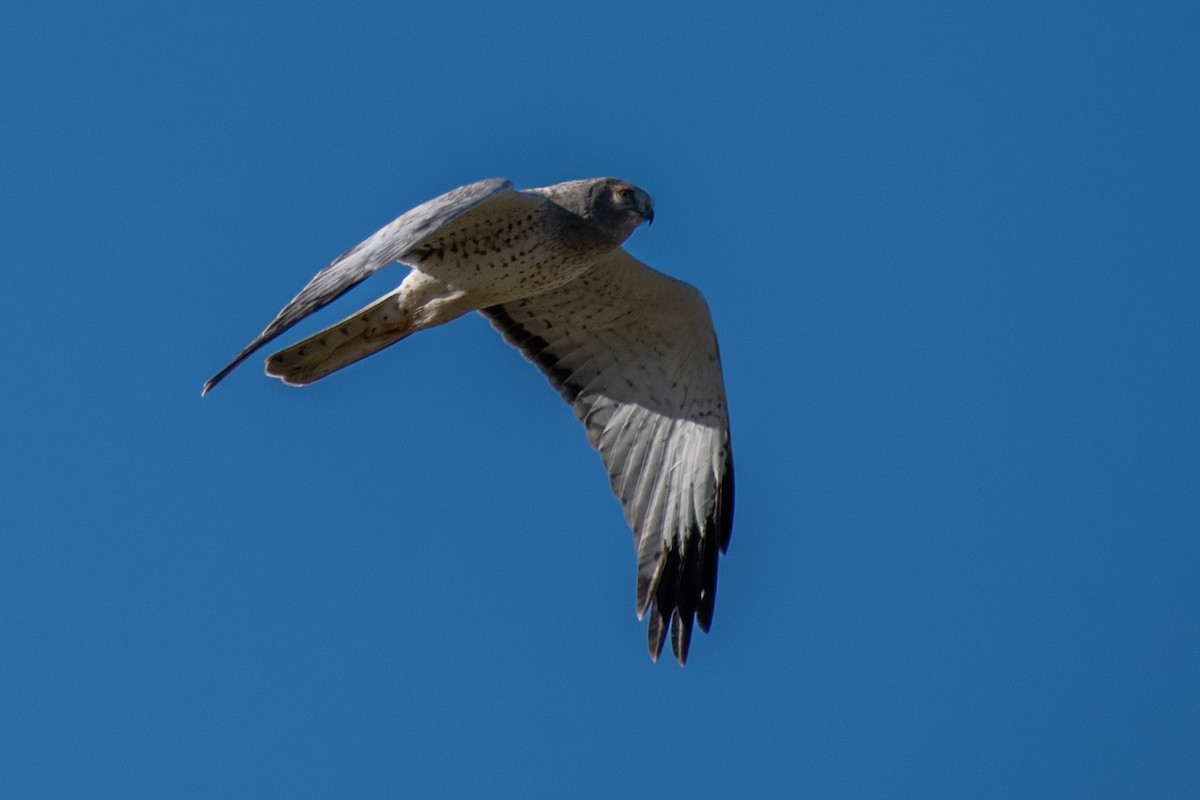 Northern Harrier - ML511134401