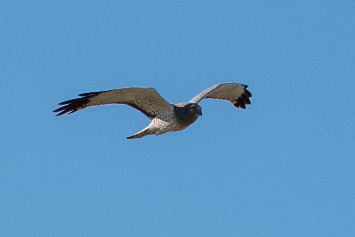 Northern Harrier - ML511134411