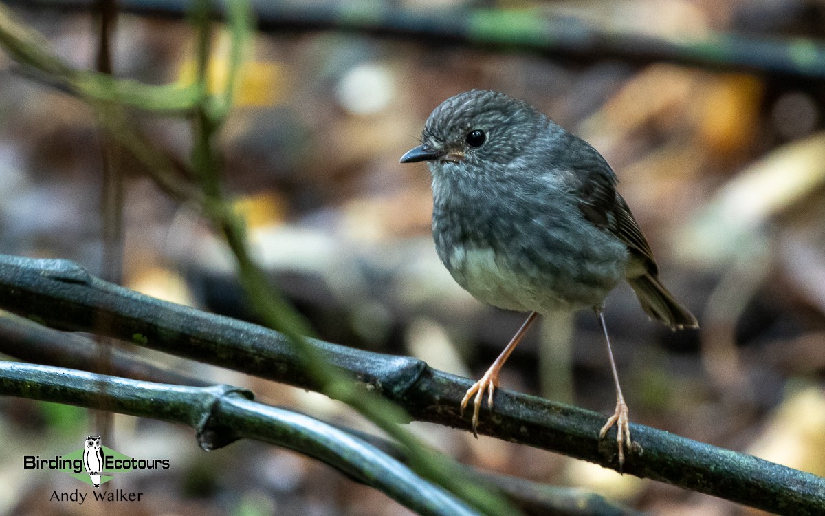 North Island Robin - ML511134631