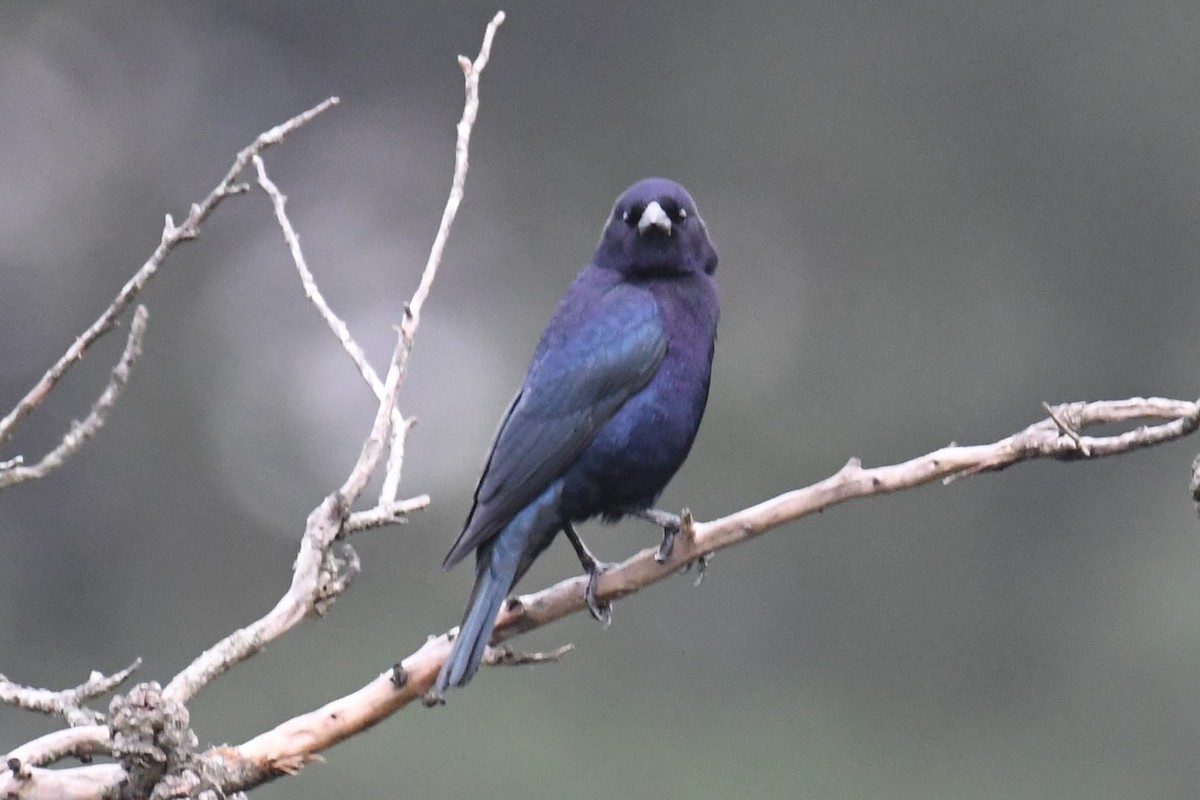 Shiny Cowbird - ML511134901