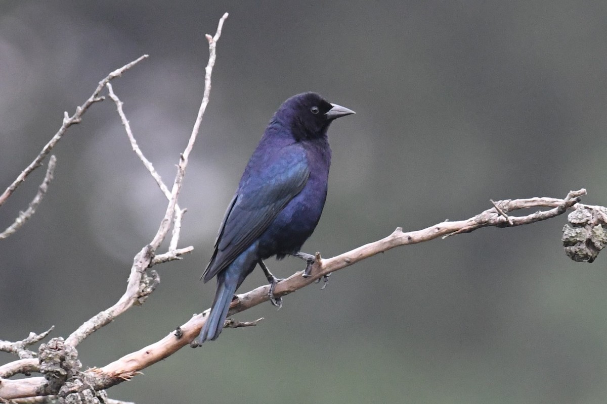 Shiny Cowbird - ML511134921