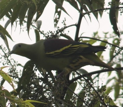 Gray-fronted Green-Pigeon - ML511135091