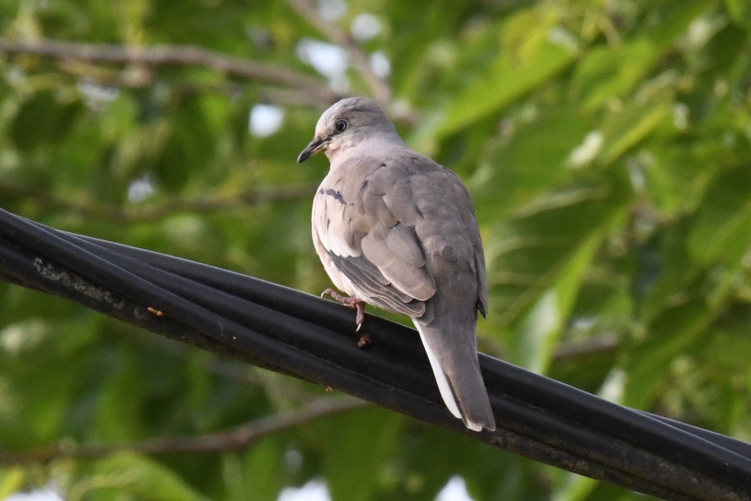 Picui Ground Dove - ML511135751