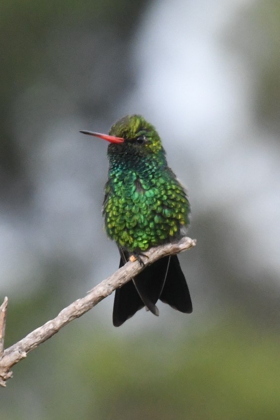 Glittering-bellied Emerald - Joshua  Smith