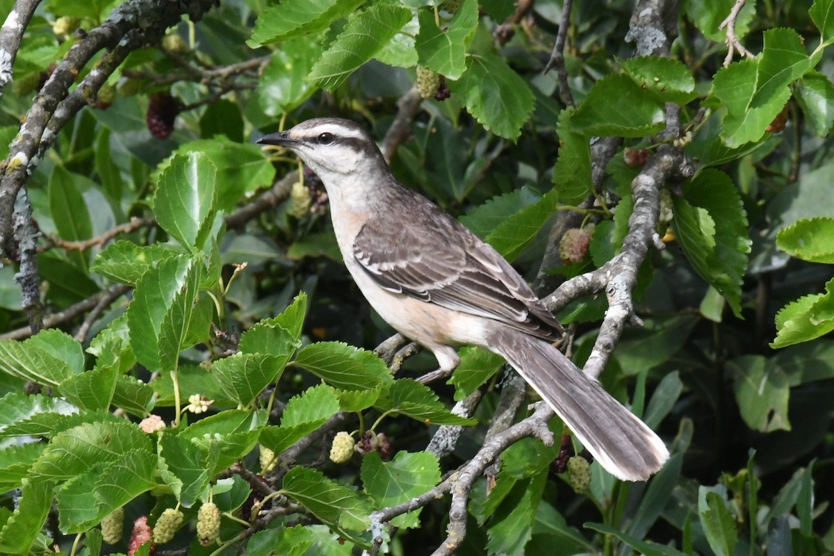 Chalk-browed Mockingbird - ML511135921